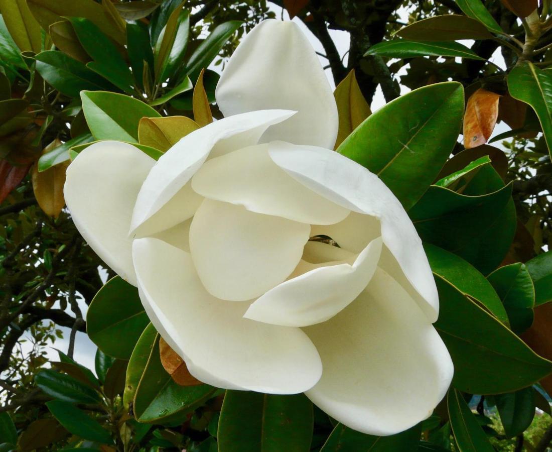 Magnolia : Superbe Deux-Pieces Quartier Du Chateau Pau Bagian luar foto